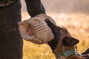 how much does a dog trainer cost