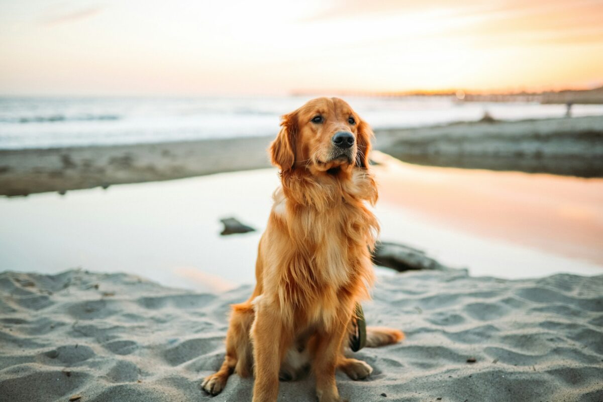 how much is dog training