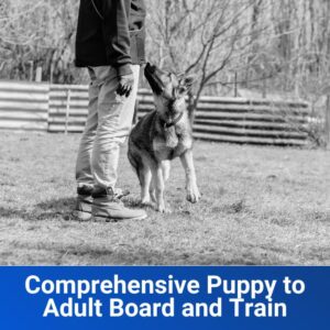Comprehensive Puppy to Adult Board and Train